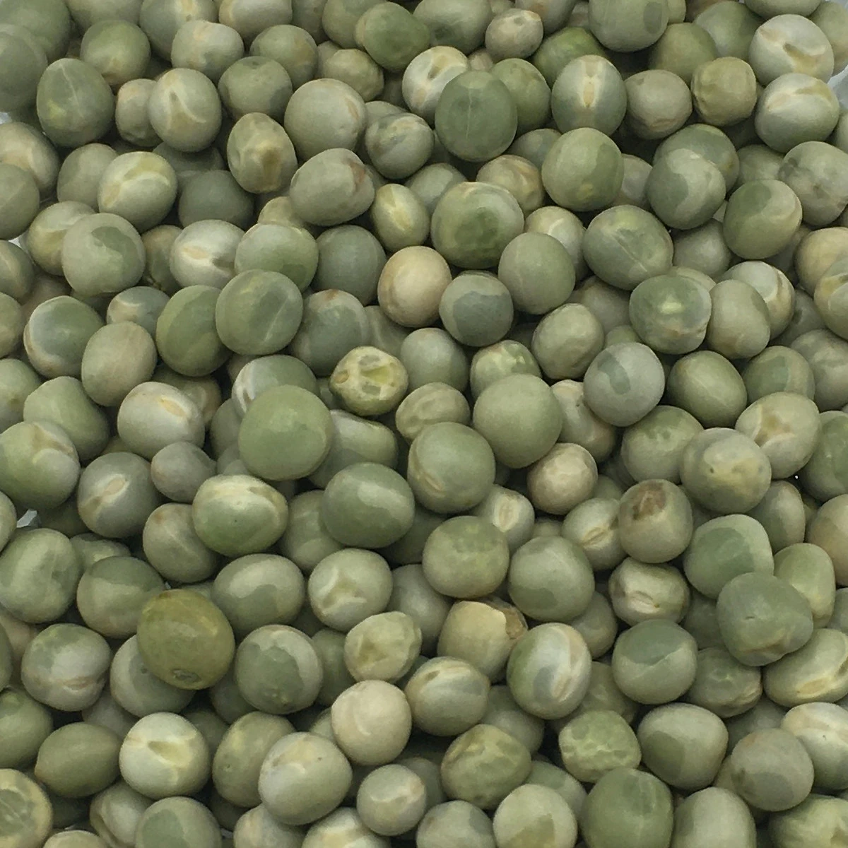 VERSELE-LAGA Erbsen Grün - Versele 25kg