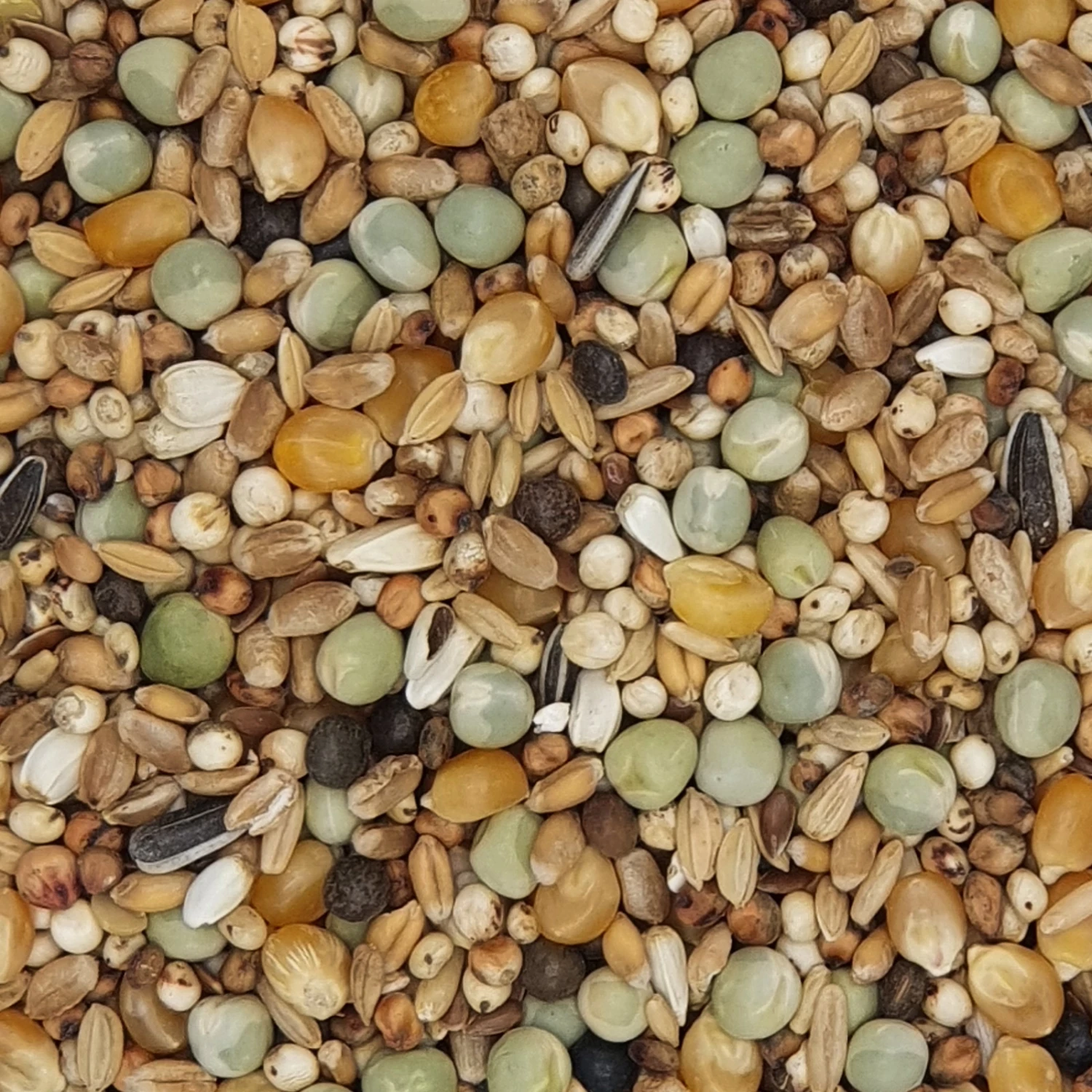 Gladen Rassetauben Mit Mais 25kg