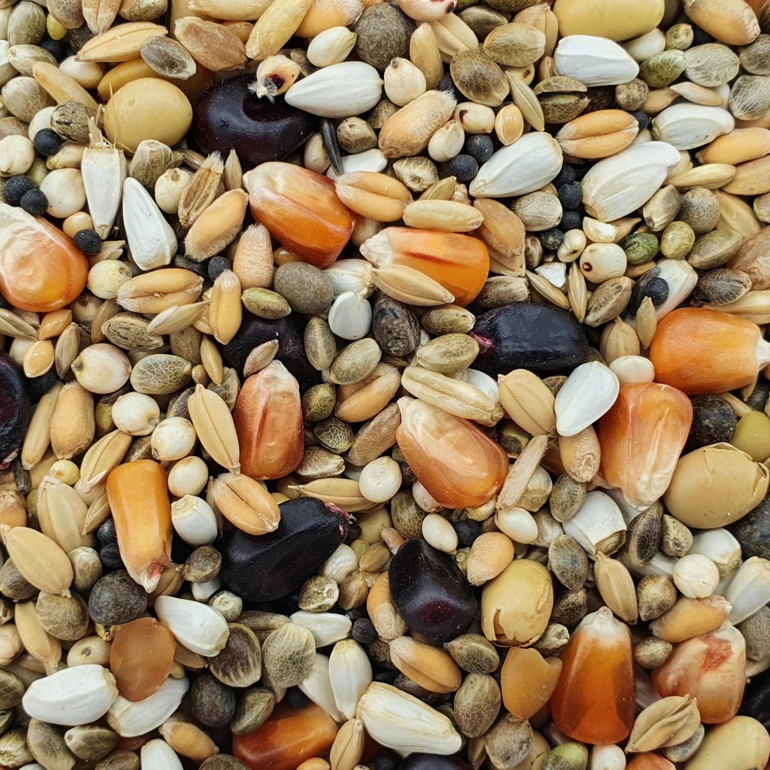 Paloma Nr.110 Olympic Marathon Booster 20kg