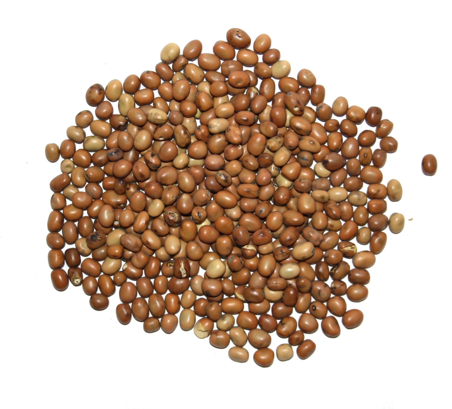 Vanrobaeys Taubenbohnen 25kg – Bild 2